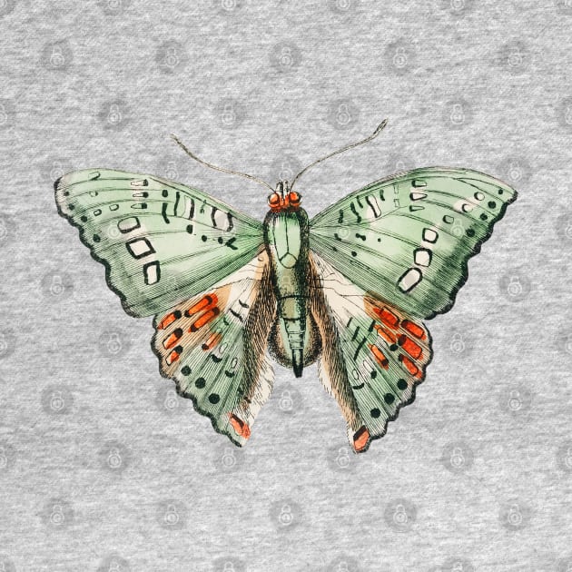 Green Butterfly by CatyArte